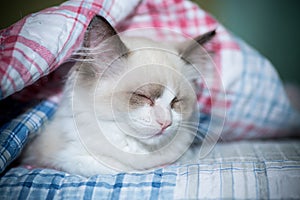 Two month old Ragdoll kitten at home