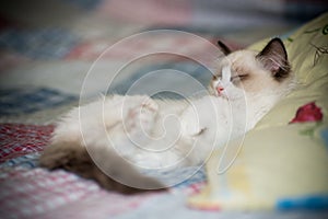 Two month old Ragdoll kitten at home