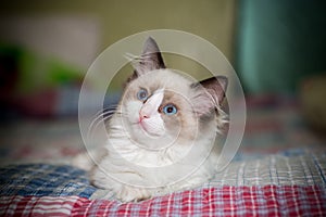 Two month old Ragdoll kitten at home