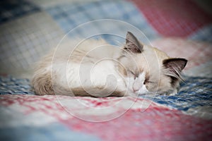 Two month old Ragdoll kitten at home