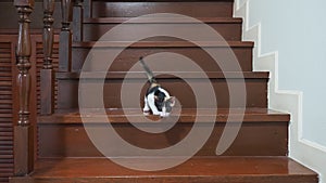 Two months old calico kitten learns how to climb down stairs