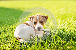 Two months old Jack Russel Terrier puppy laying on green grass