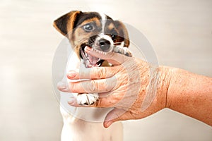 Two months old Jack Russell terrier puppy biting hand of old lad