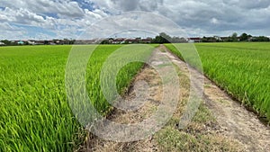 Two months old rice plants in Thailand