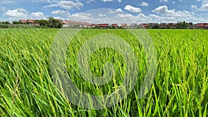 Two months old rice plants in Thailand