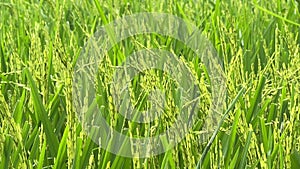 Two months old rice plants in Thailand