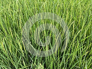 Two months old rice plants in Thailand