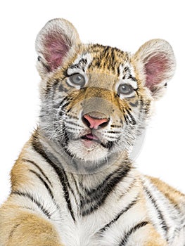 Two months old tiger cub against white background