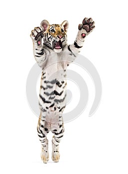 Two months old tiger cub pouncing against white background