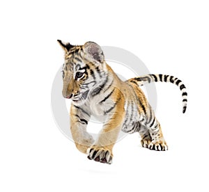 Two months old tiger cub pouncing against white background