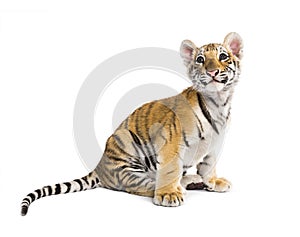 Two months old tiger cub sitting against white background