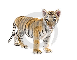 Two months old tiger cub standing against white background