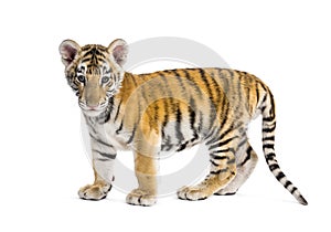 Two months old tiger cub standing against white background