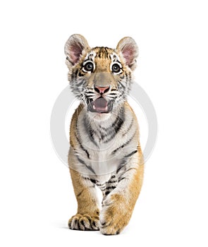 Two months old tiger cub standing against white background