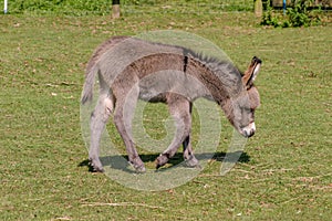 Two months old young baby donkey foal walking across a field