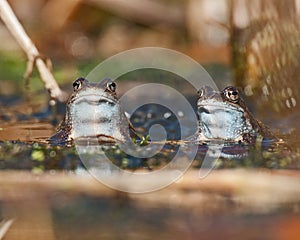 Two moor frogs rana arvalis looking