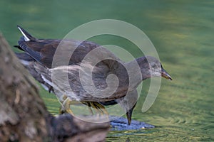 Two Moorhens searches for food in the green water, reflection in soft morning light