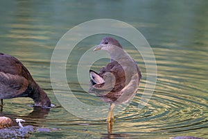 Two Moorhens searches for food in the water, reflection in the fairytale-like morning light