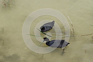 Two Moorish coots in one of the lagoons of the El Hondo natural park photo