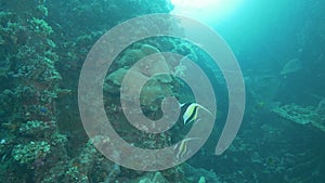 Two moorish idol feed on marine life on the liberty wreck at tulamben on the island of bali