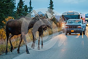 Two moose bulls crossing road in Denali NP