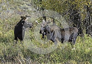 Two Moose connect feeding on Willow Leaves in the Grand Tetons.