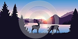 Two moose graze by the river in the forest at sunrise