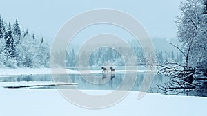 Two mooses on the lake photo