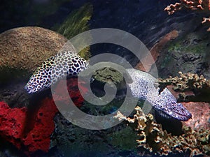 Two moray eels in an enclosure in an aquarium