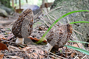 Two Morchella conica mushrooms side by side photo