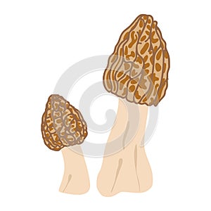 Two morel mushrooms. Hand drawn trendy flat style. Vegetarian food