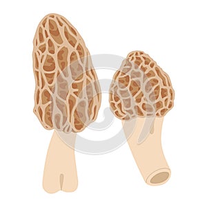 Two morel mushrooms. Hand drawn trendy flat style. Vegetarian food