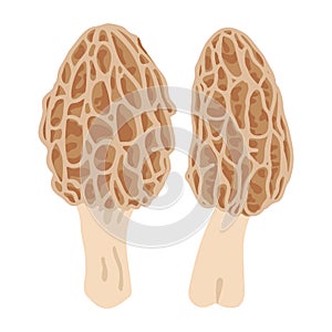 Two morel mushrooms. Hand drawn trendy flat style. Vegetarian food