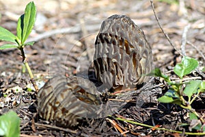 Two Morel Mushrooms - Morchella snyderi