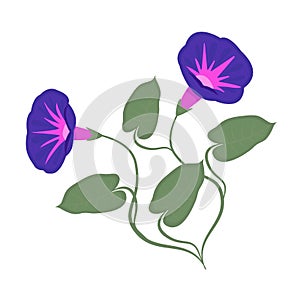 Two morning glories, colorful illustration
