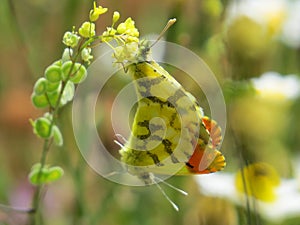 Two Moroccan orange tip butterflies