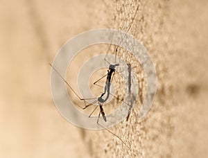 Two mosquitos mating