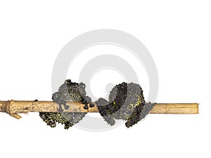 Mossy frog on white background