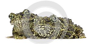Two Mossy Frogs, Theloderma corticale