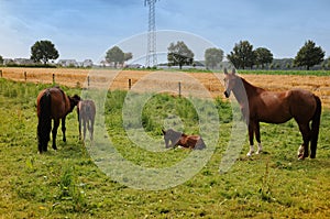 Two  mother horses  with their  newborn foals