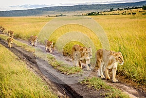 Two Mothers Lioness with her cubs in Masai Mara reserve, Kenya