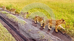 Two Mothers Lioness with her cubs in Masai Mara reserve, Kenya