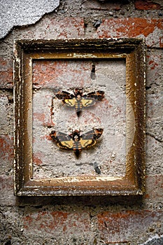 Two moths on a brick wall