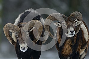 Two mouflon male in the winter
