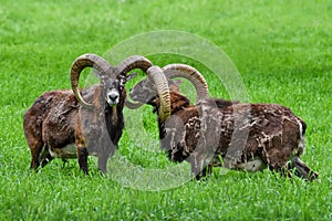 Two mouflons in grass - mouflons with big horns - Ovis gmelini musimon - two rams fighting - wild sheep