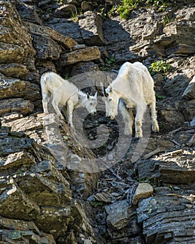 Two mountain goats carefully studying a rocky trail down a mountainside