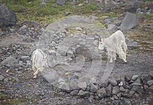 Two Mountain Goats go to about Their Business