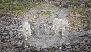 Two Mountain Goats go to about Their Business photo