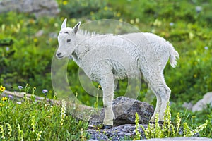 Two mountain goats mother and kid in green grass field, Glacier