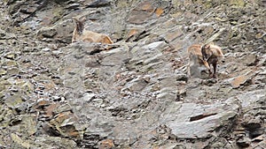 Two mountain goats resting on a rocky slope